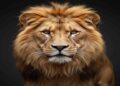 A majestic close-up portrait of a lion with a thick mane, looking directly into the camera with a calm and powerful expression against a dark background.