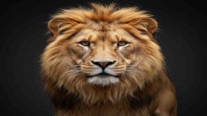 A majestic close-up portrait of a lion with a thick mane, looking directly into the camera with a calm and powerful expression against a dark background.